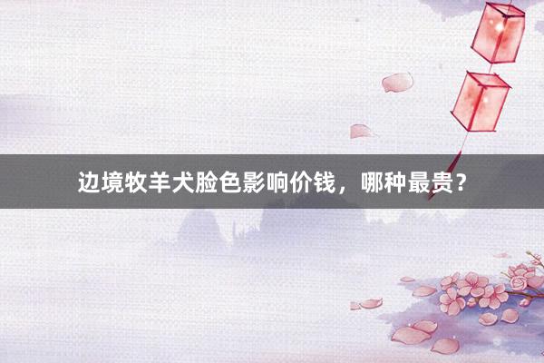 边境牧羊犬脸色影响价钱，哪种最贵？
